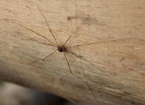 Leiobunum blackwallii